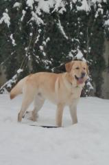 Labrador Rüde