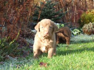 CHESAPEAKE BAY RETRIEVER mit papiere