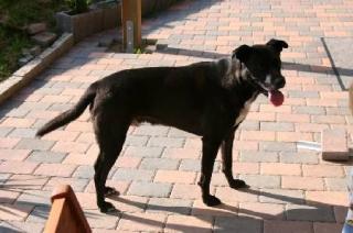 Kinderlieber, katzenfreundlicher Labrador Mix