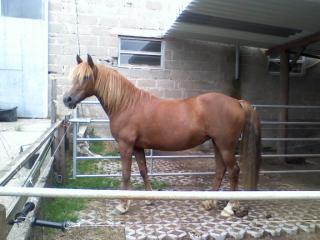 Biete RB an Welsh Cob Stute