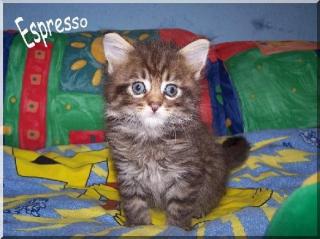 Zauberhafte Maine-Coon Kitten