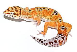 LEOPARDGECKOS US IMPORT