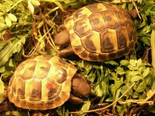 Griechische Landschildkröten, NZ 2021