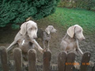 Weimaraner-KH-Zwinger vom Großvaterstuhl gibt Junghunde ab