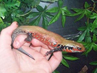 Feuerskink