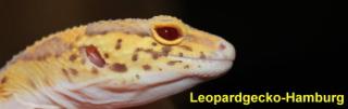 Leopardgeckos Nachzuchten 2021 und adult abzugeben