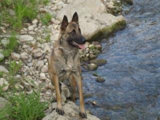 Malinois Rüde sucht einen neuen guten Platz