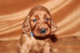 Irish Setter Welpen