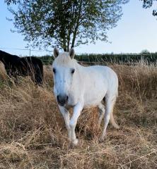 Beistellpferd sucht Freund für die Rente