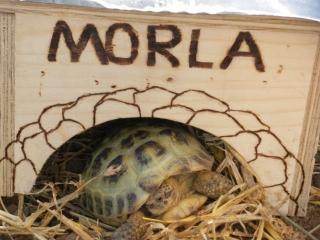 Schildkröten gestohlen