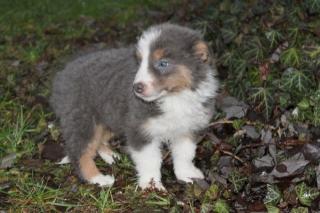 Blau-weiß Tan Border Collie Mexx kann ausziehen . kein Weihnachtsgeschenk