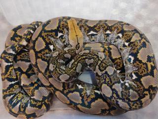 Python Reticulatus locality Bali