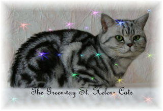 GroßerInternationaler Champion in silver-tabby-classic m. Papieren