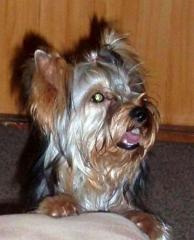 Yorkshire Terrier