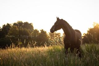 Wunderschöner Wallach Pony