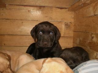 Labradorrüde schokobraun 9wochen