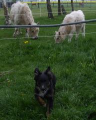 Hütehunde -kinderliebe Australian Shepherd aus Hütelinie m. Pap.