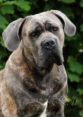 Cane Corso italiano - ich biete einen Deckhund an