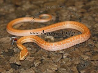 Afrikanische Hausschlange Lamprophis capensis, fuliginosus