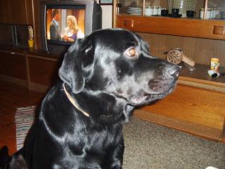 Rottweiler-Labrador-Mix.