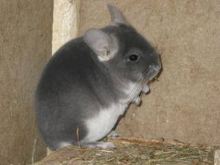 Chinchillas abzugeben