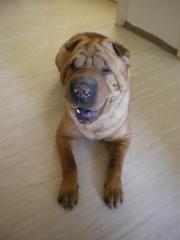 SHAR PEI RÜDE