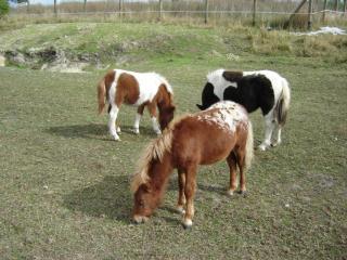 Geben Shetlandponys ab