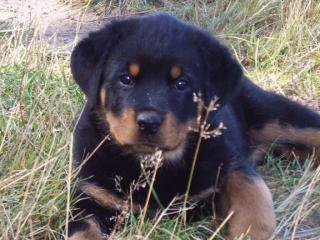 Rottweiler