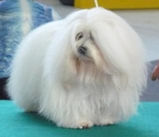 Coton de Tulear