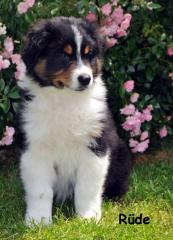 Australian Shepherd Welpe mit ASCA Papieren, 9 Wochen