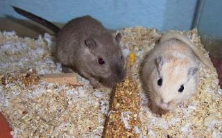 2er, 3er und 4er Rennmausgruppen, Rennmäuse abzugeben Gerbil, Rennmaus