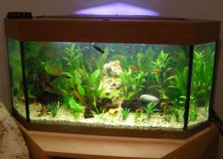 160 L Eckaquarium mit Eck - Unterschrank