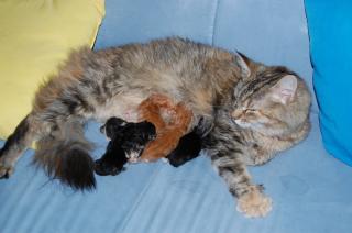 Wunderschöne Maine Coon Babys