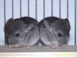 Chinchilla-baby s