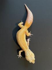 Leopardgecko Weibchen