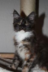 Maine Coon Mädchen super schmusig sucht neues zu Hause