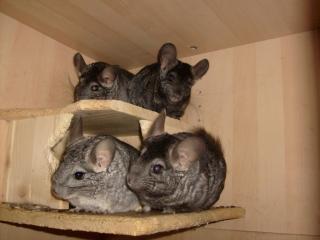 Chinchilla Hobbyzucht sucht ein liebevolles zu Hause