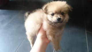 Pomeranian spitz Welpe