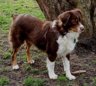 Roter Mini Aussie vermisst