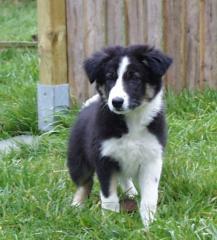 Border Collie tricolor Rüde