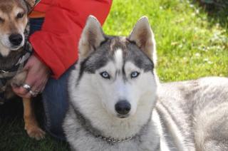 Reinrassige Siberian Husky-Welpen aus FCI-Zucht, erwartet ab dem 14. 10. 2021