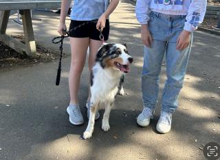 Australien Shepherd Achtung lesen