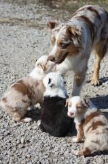 Bildschöne, reinrassige Australian Shepherd Welpen aus kontrollierter, verantwortungsvoller Zucht