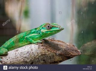 Ritteranolis