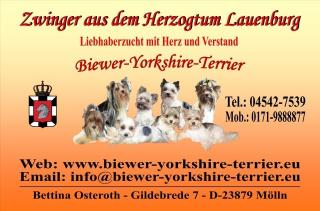 Biewer-Yorkshire-Terrier Welpen - Seriöse Liebhaberzucht seit 2021