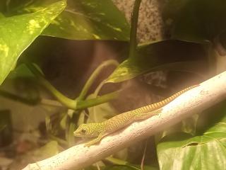 Madagaskar Taggeckos Phelsuma Grandis