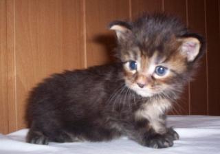 5 süße typvolle Maine Coon Kitten