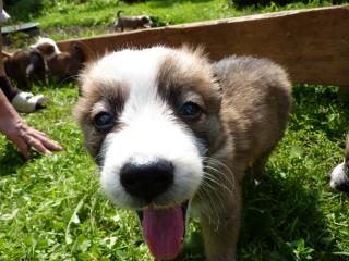 Süße border collie mischlingswelpen