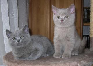 3 Liebevolle BKH Kitten