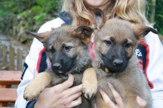 Deutsche Schäferhundewelpen 50 DDR-blütig FCI